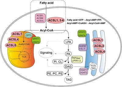 An update on the therapeutic implications of long-chain acyl-coenzyme A synthetases in nervous system diseases